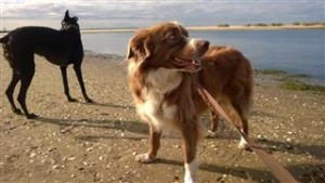 a dog wanting to play on lead