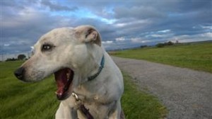 happy water fueled dog