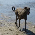 beach dog