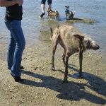 4beach dog