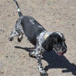 lovely cocker spaniel